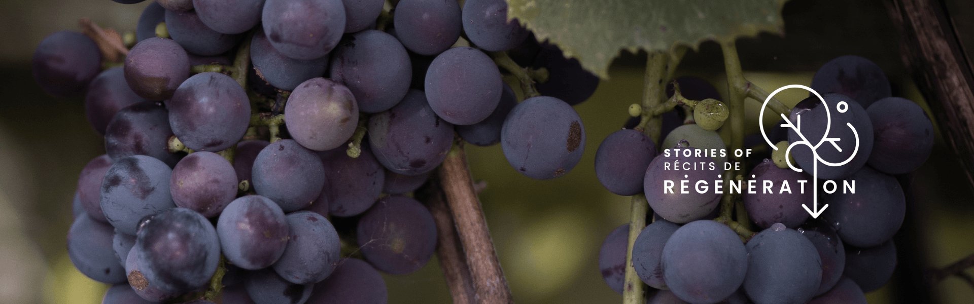 Récits de régénération: Lightfoot &amp; Wolfville Vineyards